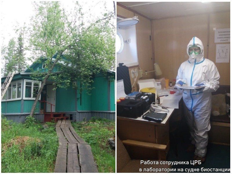 Новый ковидный очаг: болен каждый пятый сотрудник научной станции на Белом море