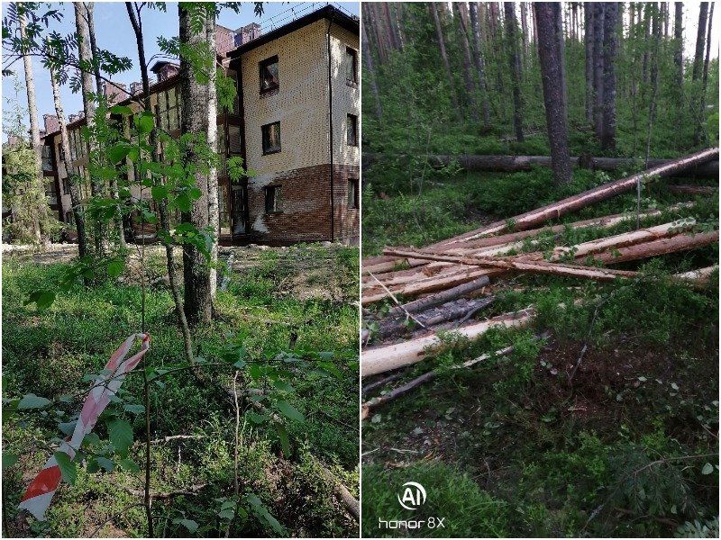 В «Университетском городке» организуют дежурства, чтобы пресечь рубку леса