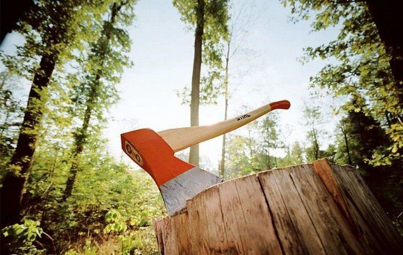 Беломорчанина осудят за незаконную рубку – 17 деревьев обойдутся, как новое жилье