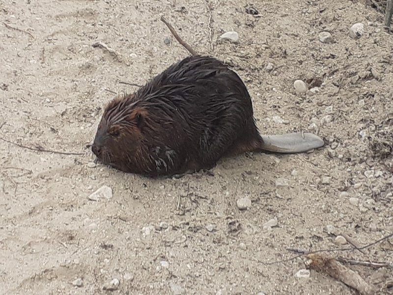 «Даже знакомый лес таит массу загадок»: в лесничестве поделились снимками диких животных
