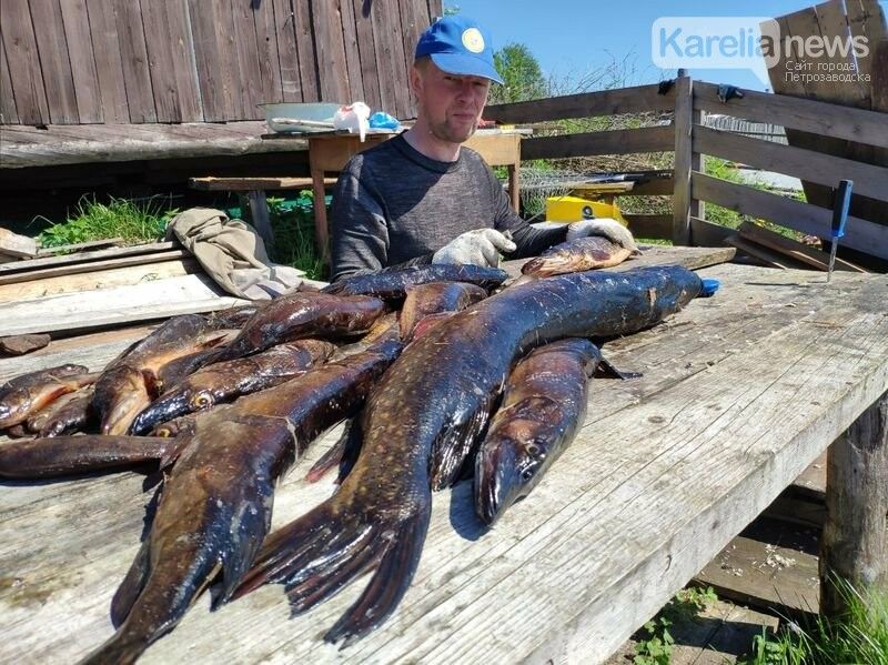 В Карелии снова можно рыбачить на спиннинг и сети. А глупое правило 10 метров лески отменят?