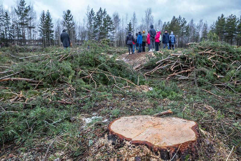 Отменено решение горсуда, признавшего законной выдачу разрешения на рубку в Каменном бору