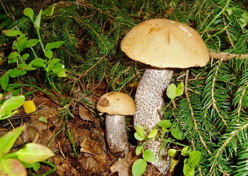 «Прошли дожди – пошли грибы»: сезон тихой охоты в Карелии в самом разгаре