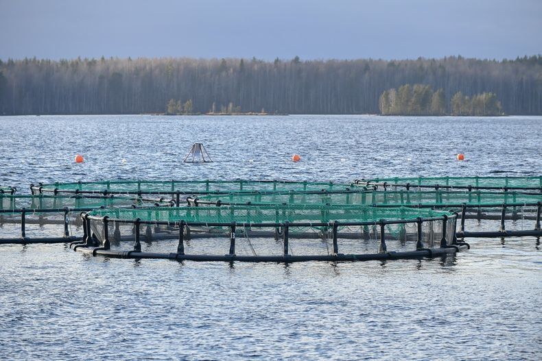 Минсельхоз опроверг данные о 100 пригодных для форелеводства водоемах в Карелии