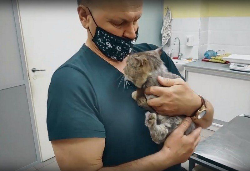 «Главное – не потерял доверие к людям»: кот, которому дети отрубили лапки, нашел новый дом