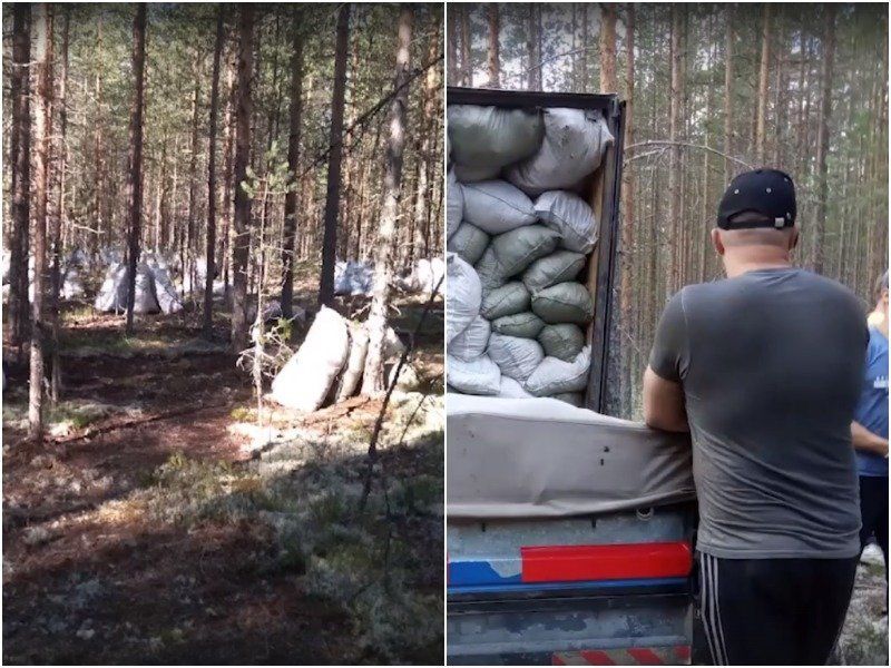 Кто расследует дело о содранном мхе под Гирвасом и какой ущерб нанесен? Выяснили подробности