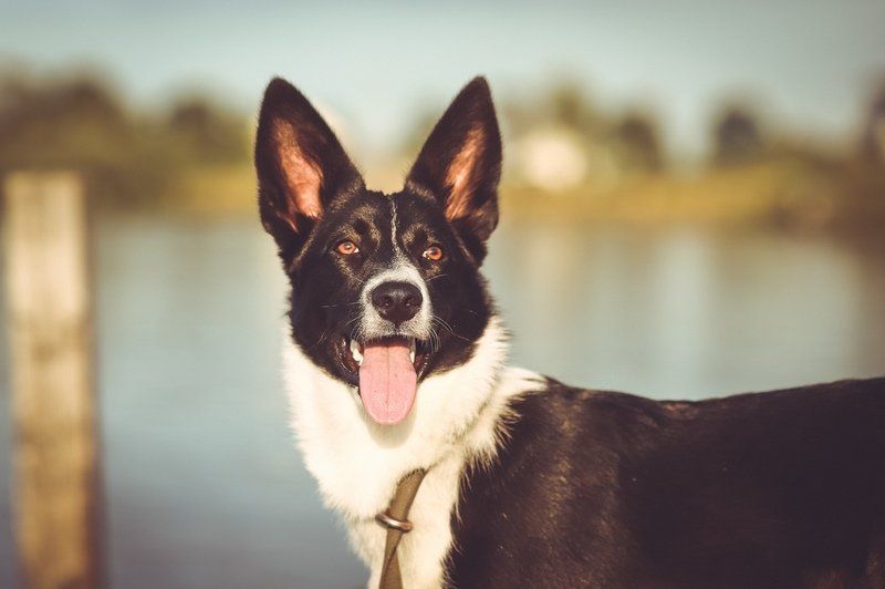 «Помогите нам выжить»: петрозаводский приют для животных нуждается в продуктах