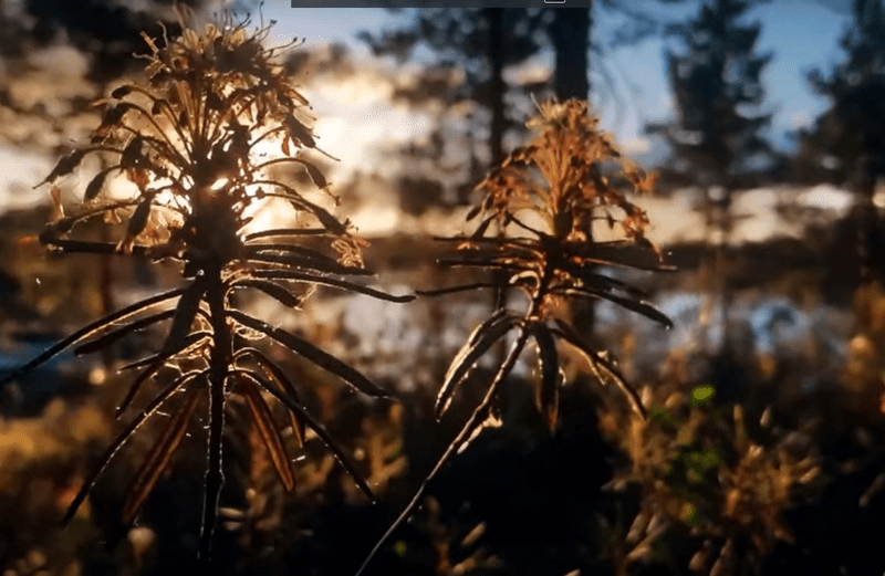 Петербургская группа сняла в Карелии атмосферный клип с макросъемкой леса