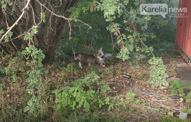 Хищник убил свою жертву в центре Петрозаводска. Видео