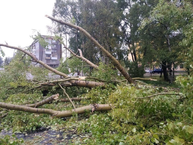 Шторм в Беломорске повалил деревья
