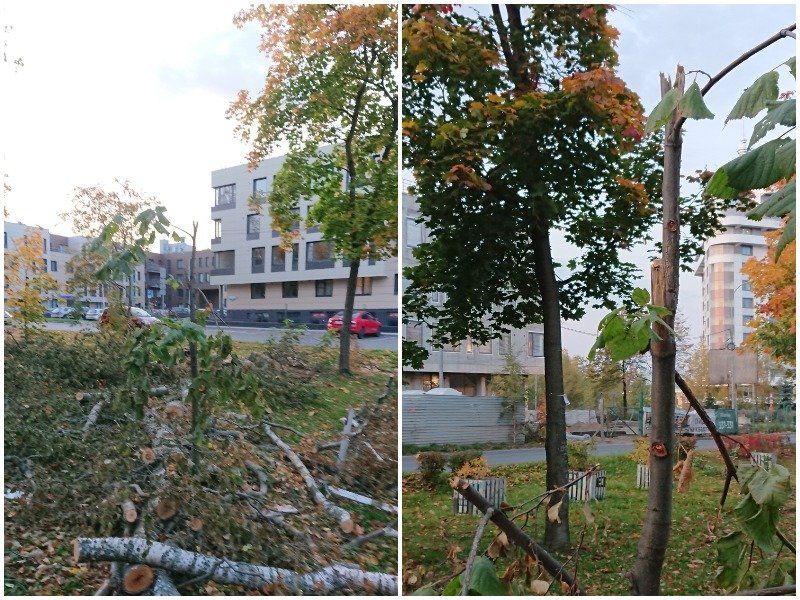 В мэрии прокомментировали информацию о сносе молодых деревьев вместе с аварийными