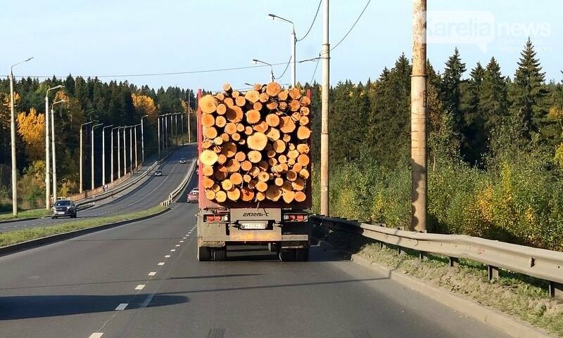 Срубили нашу елочку, но финнам не дадим. Узнали, как отразится на Карелии запрет вывоза необработанной древесины