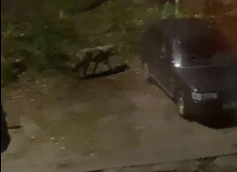 «Стоял за домом и смотрел на нас»: жителей Надвоиц беспокоит разгуливающий по поселку волк