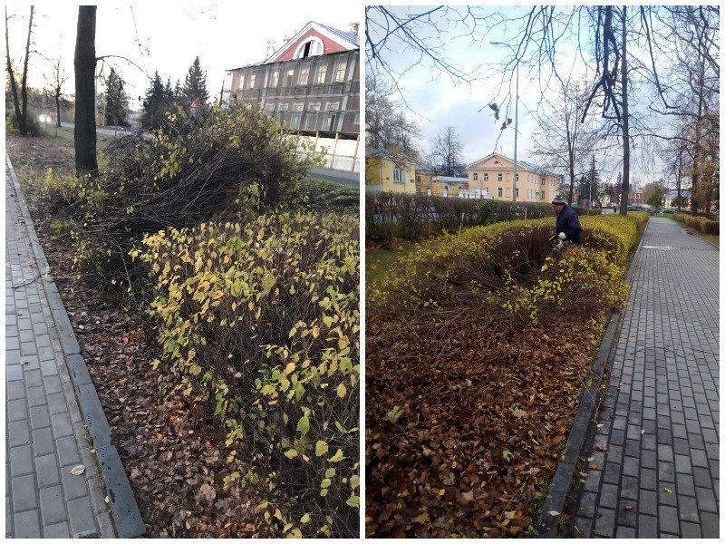 В мэрии рассказали, с чем связана возмутившая петрозаводчан вырубка кустов в Центре
