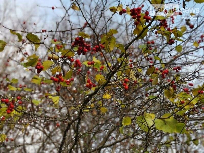 Бабье лето придет в Карелию в первых числах сентября