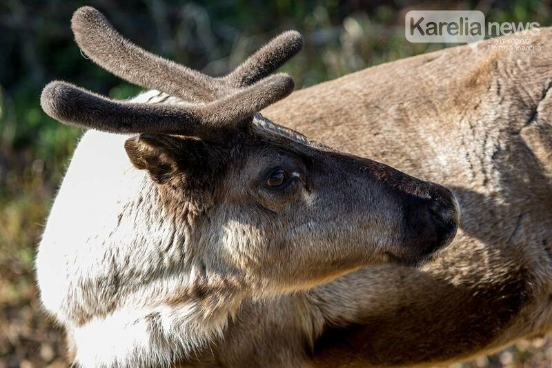 Финляндия планирует открыть границы для туристов к Рождеству