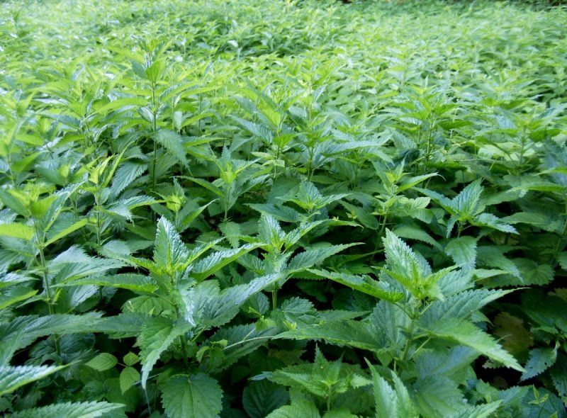 Петрозаводчанку оштрафовали на 20 000 рублей за заросший участок