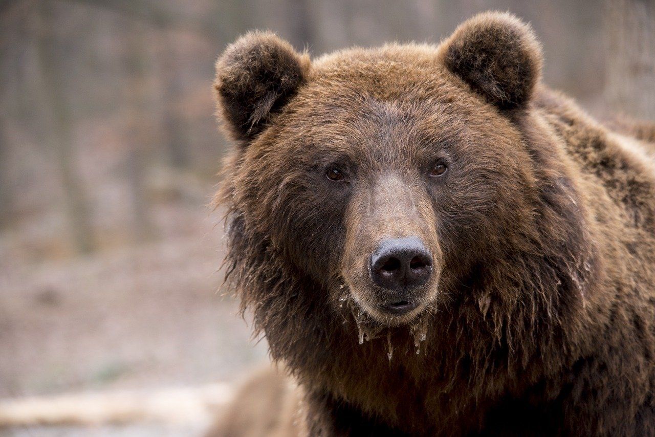 Сроки подачи заявлений на добычу бурого медведя перенесли из-за коронавируса