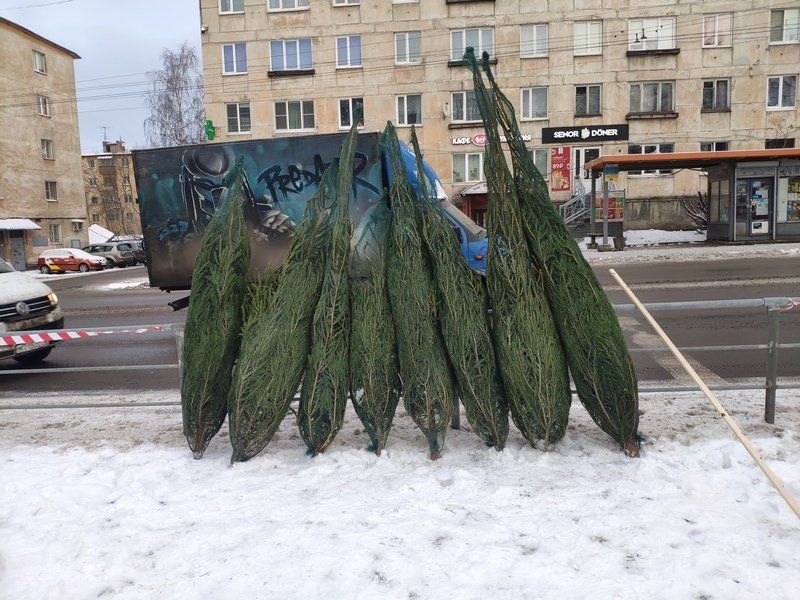 В Петрозаводске открылись елочные базары – узнали, почем деревья и откуда они