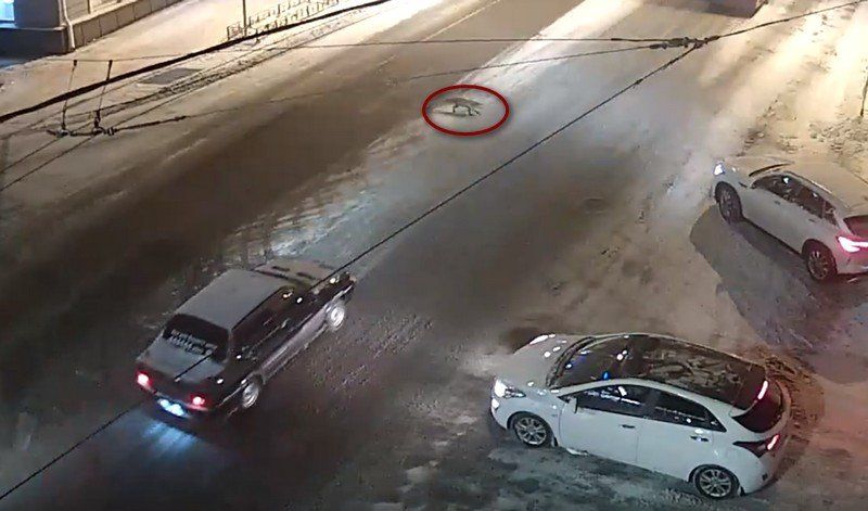 По центру Петрозаводска бегает лиса