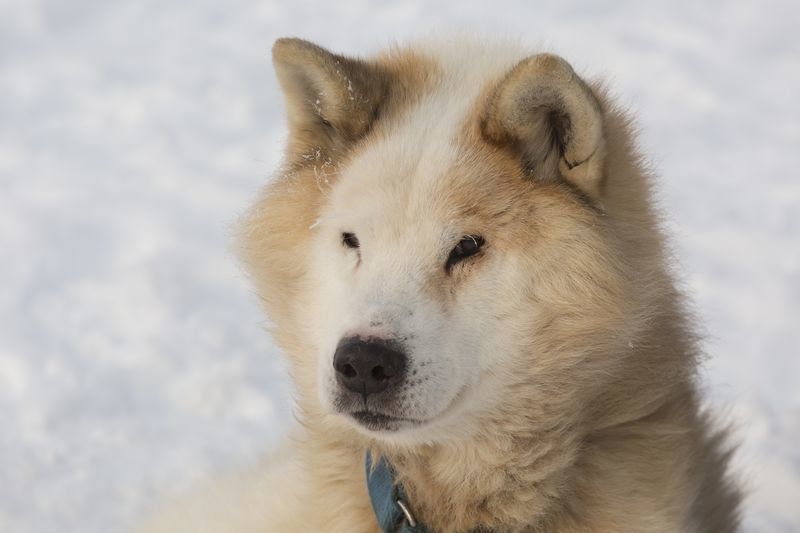 В Карелии скончался единственный в мире пес, который прошел всю Арктику