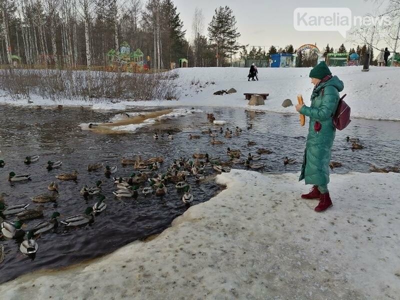 Жителей Петрозаводска просят помочь в подсчете пернатых на водоемах города