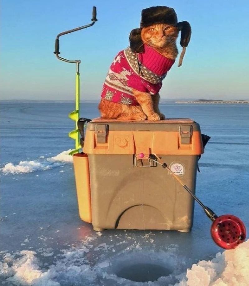 Карельский кот-рыбак оказался не «карелом»