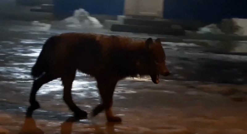 В Архангельске волки гуляют прямо по городу и нападают на домашних собак