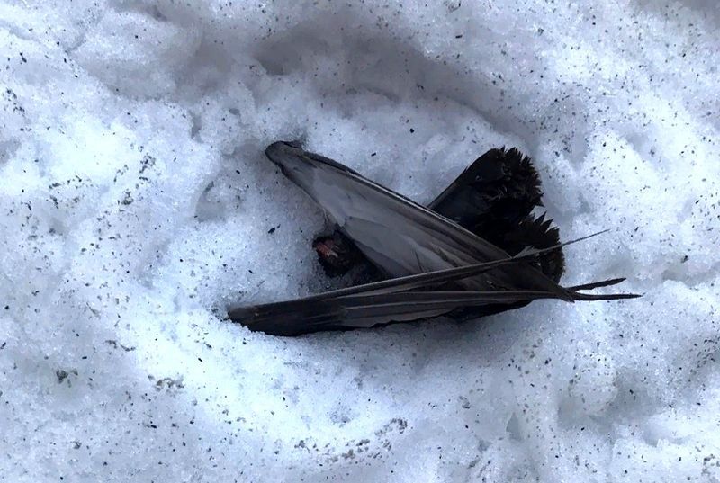 В Сегеже снова мертвые птицы и черный снег