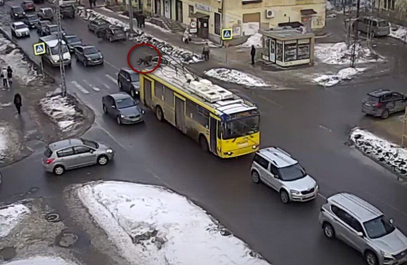 В Петрозаводске женщину сбили на пешеходном переходе