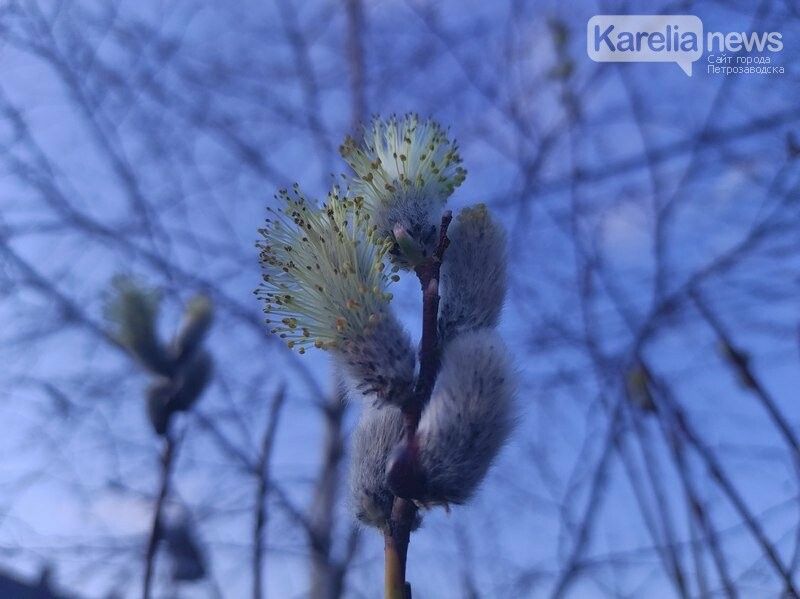 Облачно с прояснениями: прогноз погоды в Карелии на 1 мая