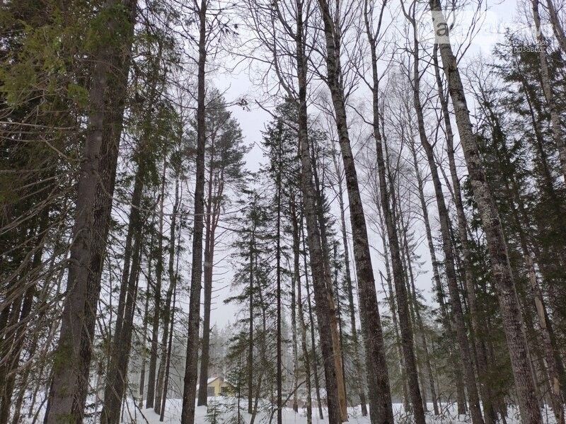 Пропавшего 83-летнего жителя Карелии нашли мертвым