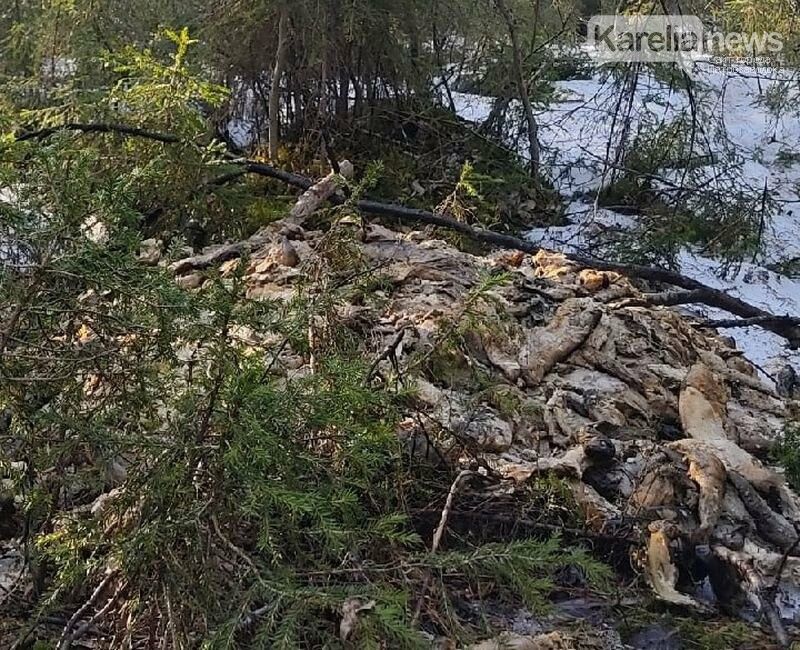 Еще одна свалка мертвой форели обнаружена в Карелии