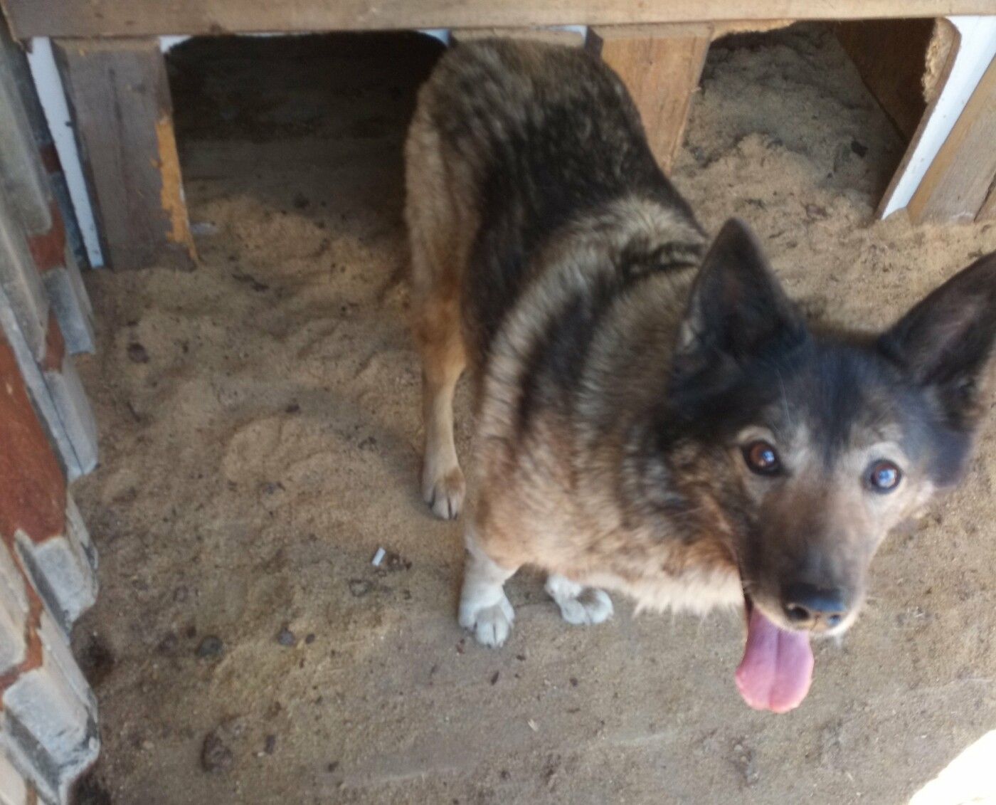 Более 20 млн рублей выделено в бюджете Карелии на отлов и содержание бездомных животных