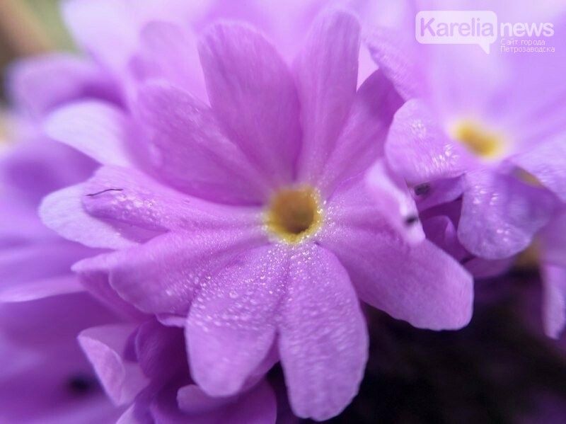 Небольшие дожди и +23°С: прогноз погоды в Карелии на 16 мая