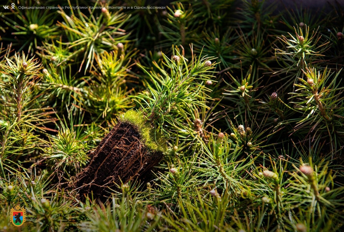 Фото: https://gov.karelia.ru/ Фото: https://gov.karelia.ru/