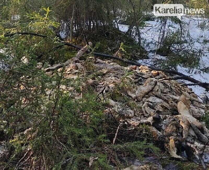 Специалисты Россельхознадзора осмотрели свалки форели в Калевальском районе