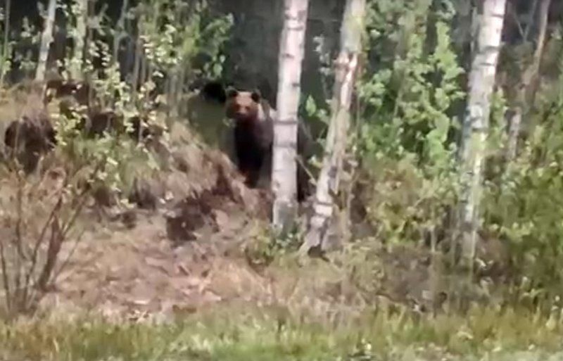 «Как он близко»: встречу с медведем под Костомукшей сняли на видео