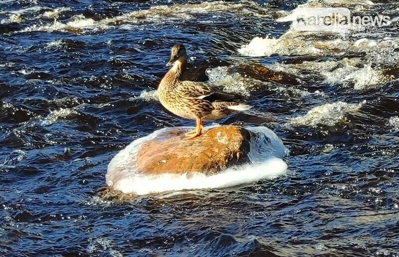 МЧС Карелии предупреждает жителей республики о заморозках 1 июня