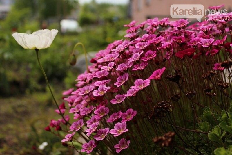 До +20°С: прогноз погоды в Карелии на 2 июня