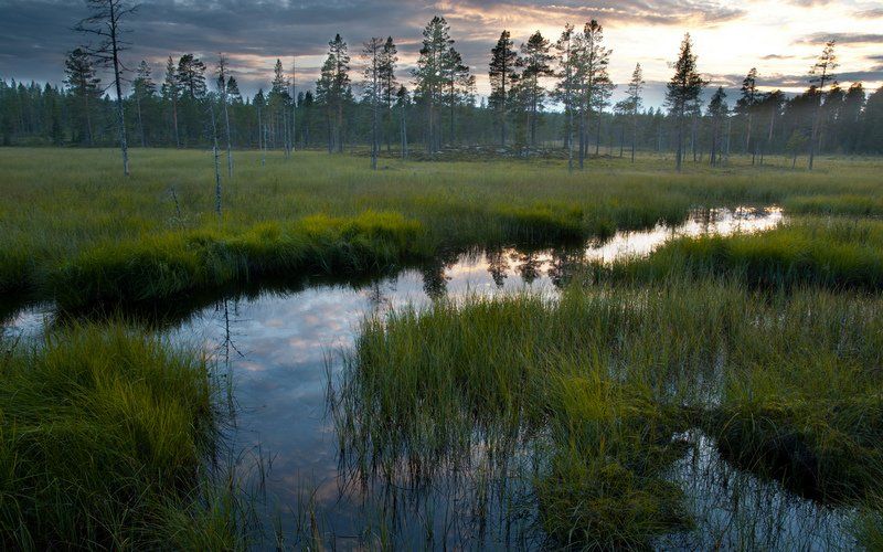 Житель Кондопожского района арендовал участок под сельхоз нужды и превратил его в болото