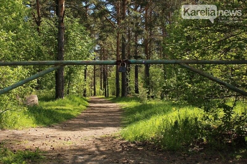 В Карелии продлили ограничения на пребывание в лесу: с чем это связано и какие штрафы