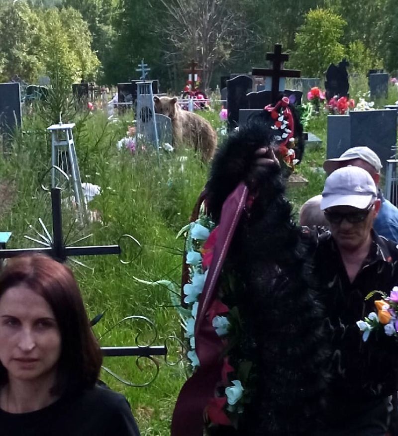 В Кеми на кладбище ходит медведь, который не боится людей
