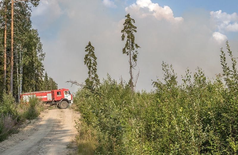 Запрет на посещение леса введен в пятом районе Карелии