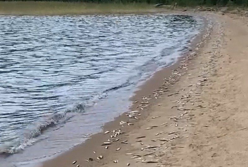 В Медвежьегорском районе на берег озера выбросило мертвую ряпушку