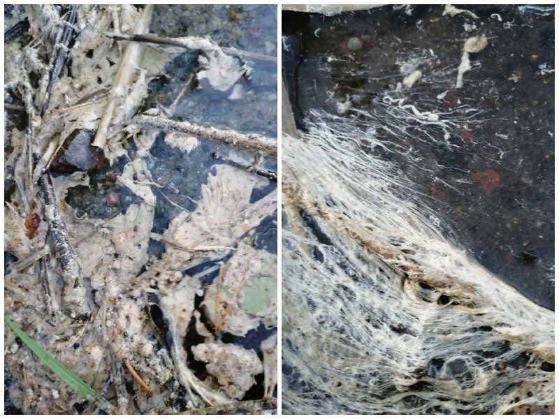 На Сямозере обнаружили масляную пленку неподалеку от форелевой фермы