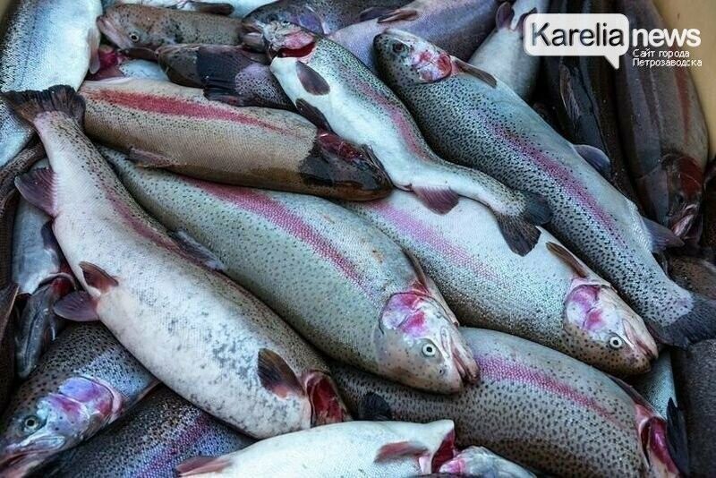 В Лахденпохском районе форелеводы устроили свалку рыбы на сельхозземлях