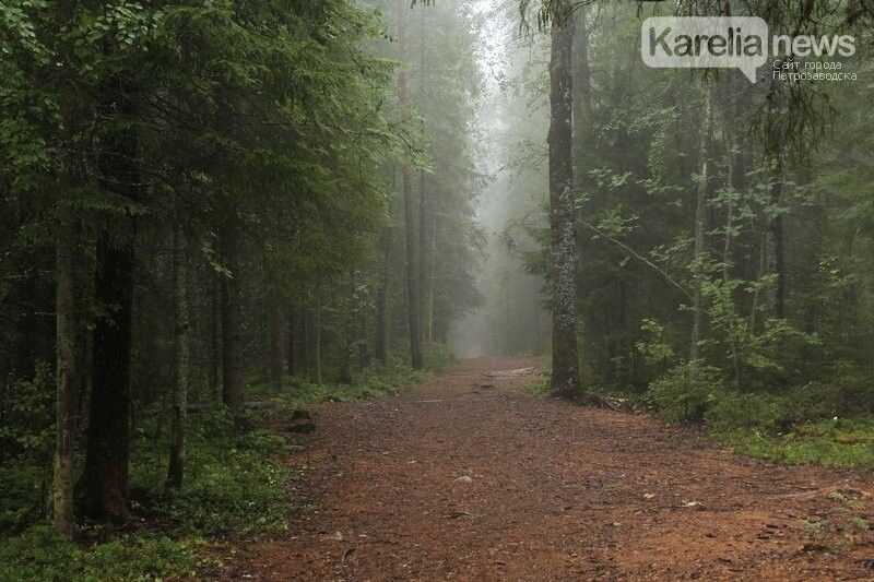За год восемь жителей Карелии не вышли из лесов