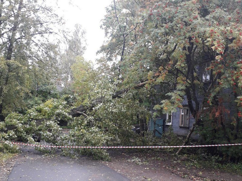 В Петрозаводске тополь упал на дом – дерево повредило крышу и окно