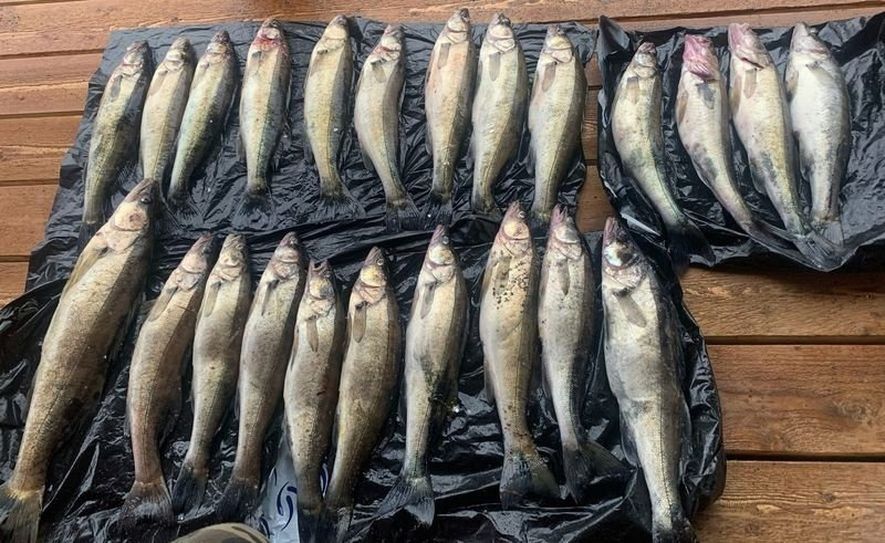 Промысловикам планируют запретить ловить судака в Сямозере